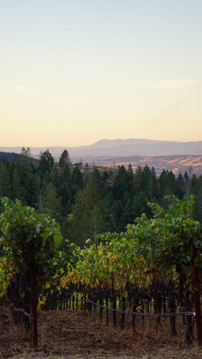 lasseter-winery-FRsUBNzzkWI-unsplash-576x1024